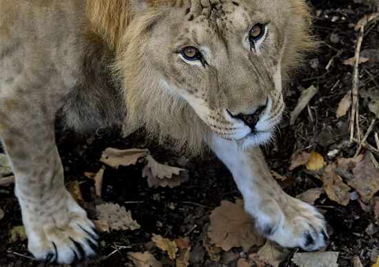 Russia Zoo Liliger