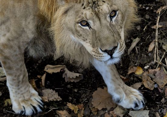 Russia Zoo Liliger