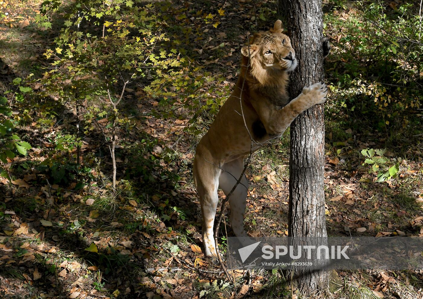 Russia Zoo Liliger