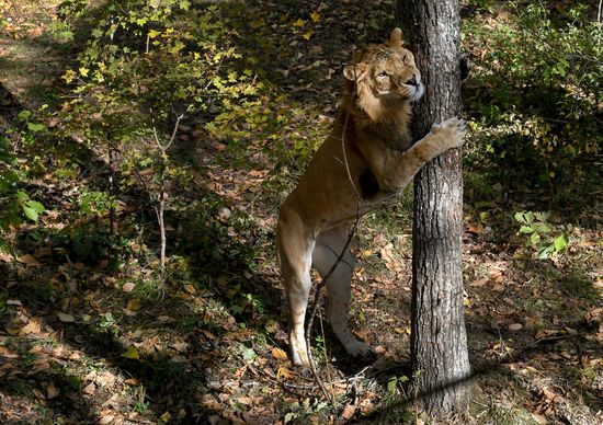 Russia Zoo Liliger