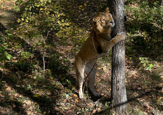 Russia Zoo Liliger