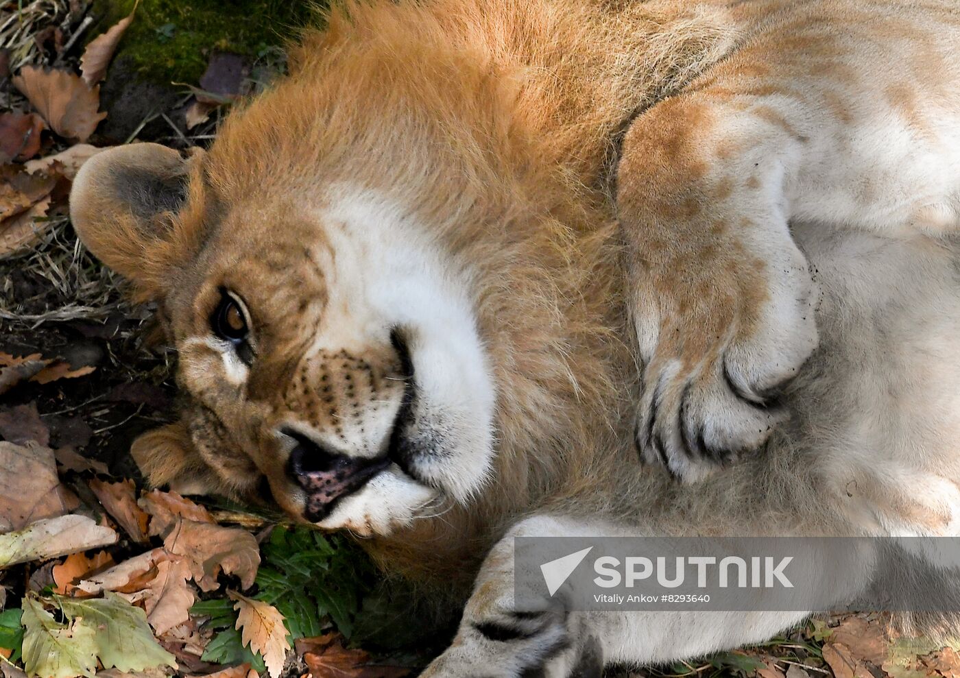 Russia Zoo Liliger