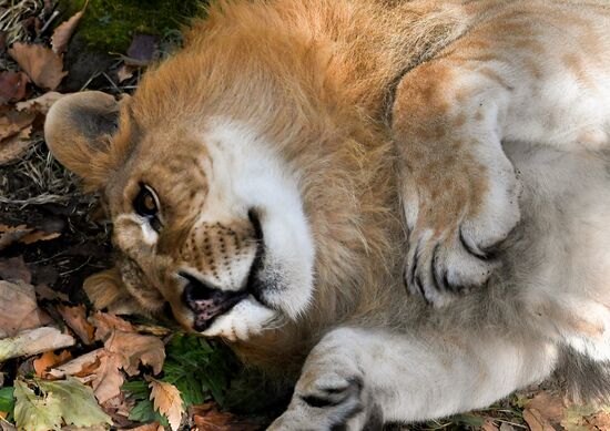 Russia Zoo Liliger