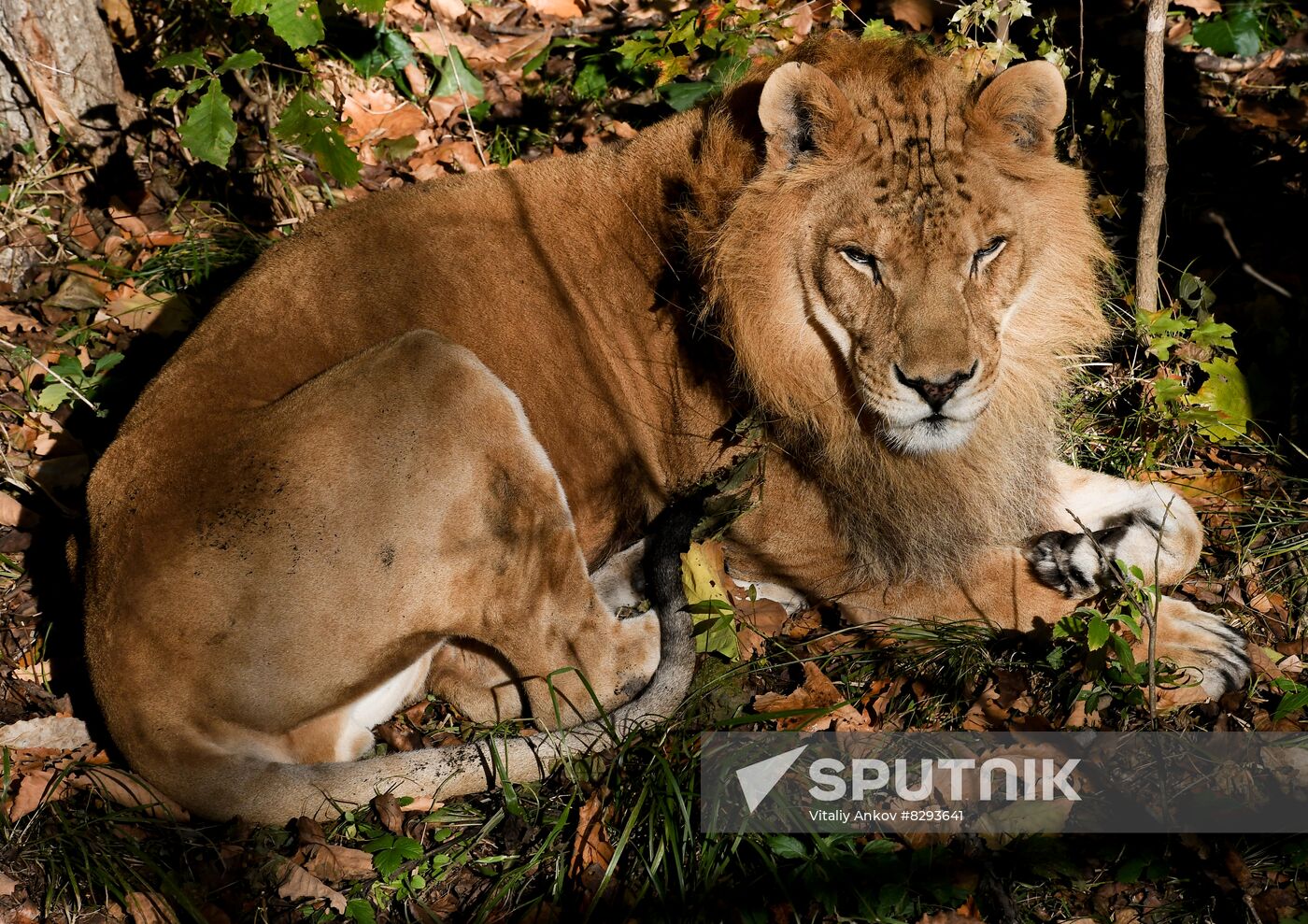 Russia Zoo Liliger