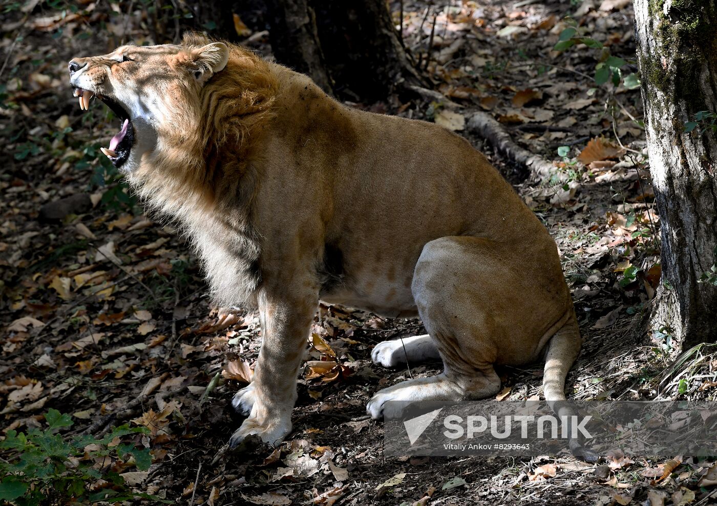 Russia Zoo Liliger