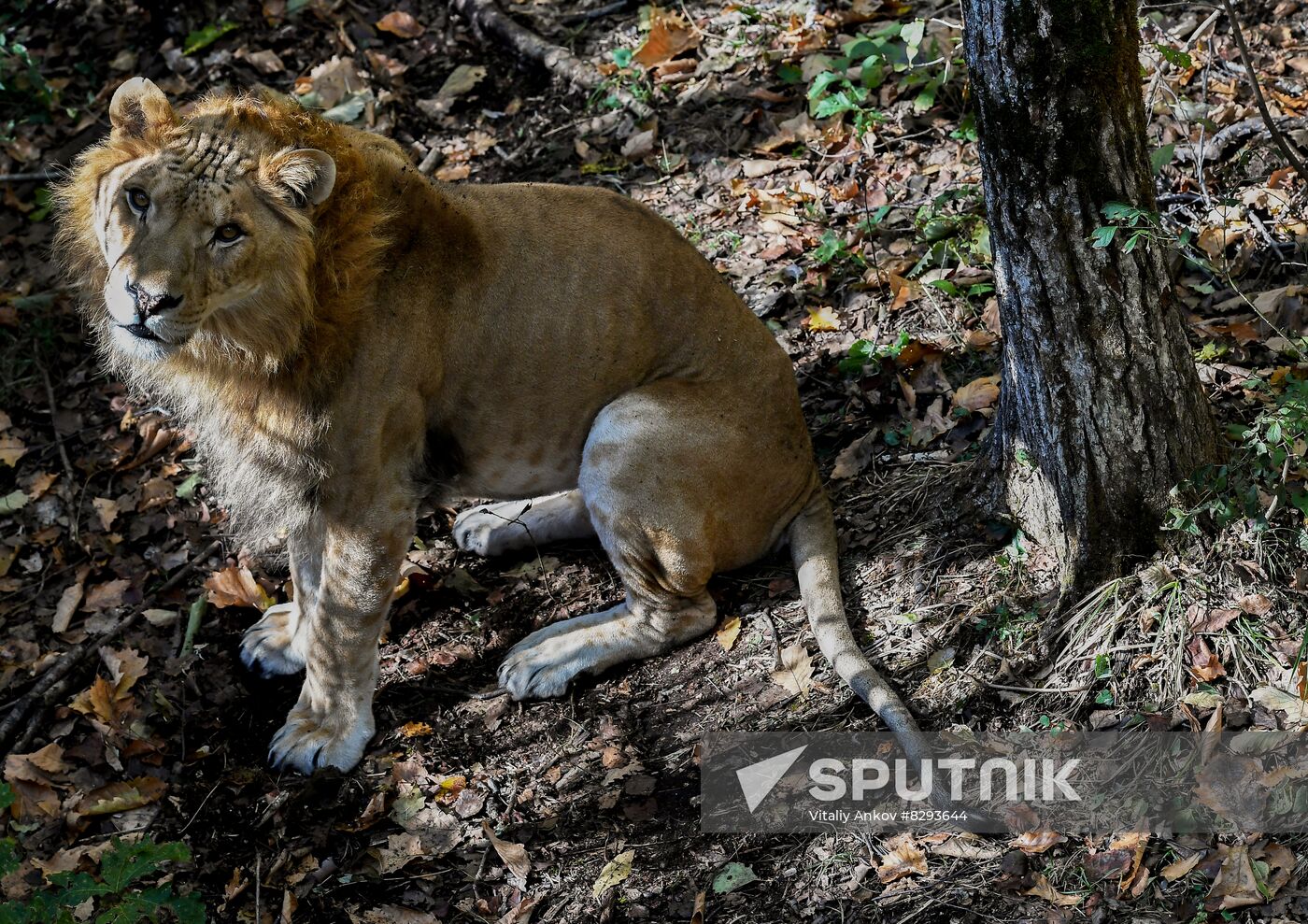 Russia Zoo Liliger