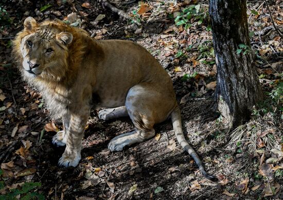 Russia Zoo Liliger