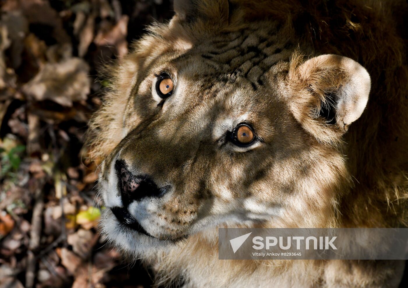 Russia Zoo Liliger