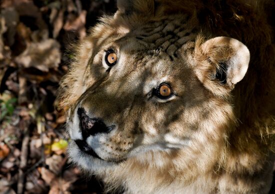Russia Zoo Liliger