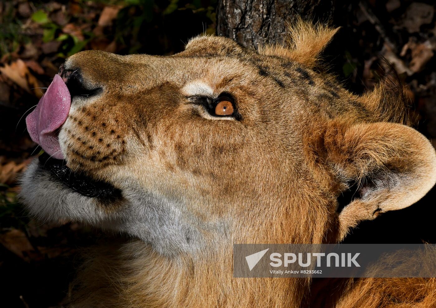 Russia Zoo Liliger