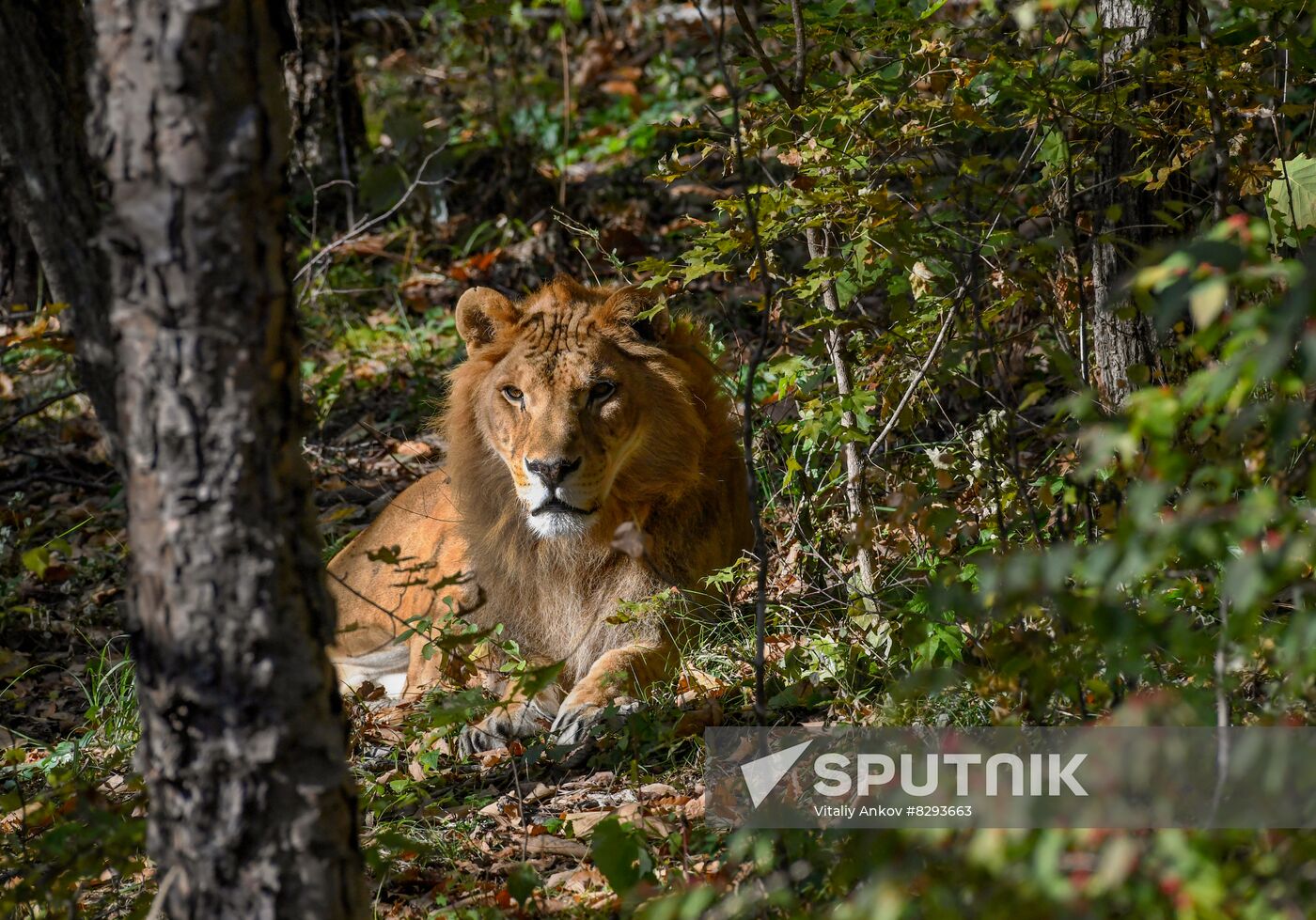 Russia Zoo Liliger