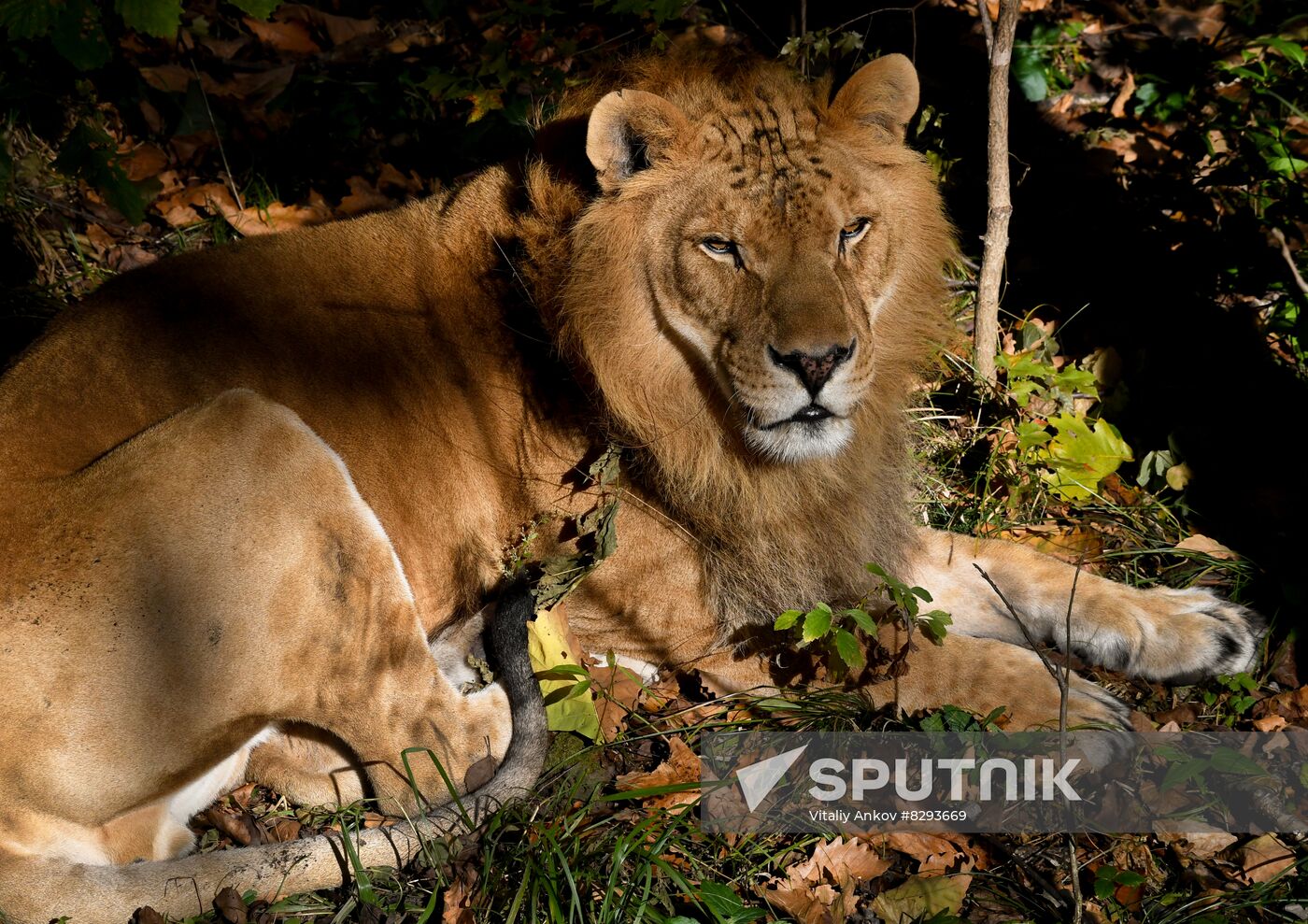 Russia Zoo Liliger