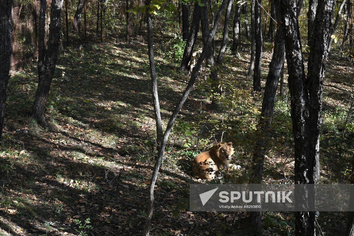 Russia Zoo Liliger