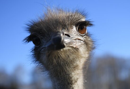 Russia Ostrich Farm