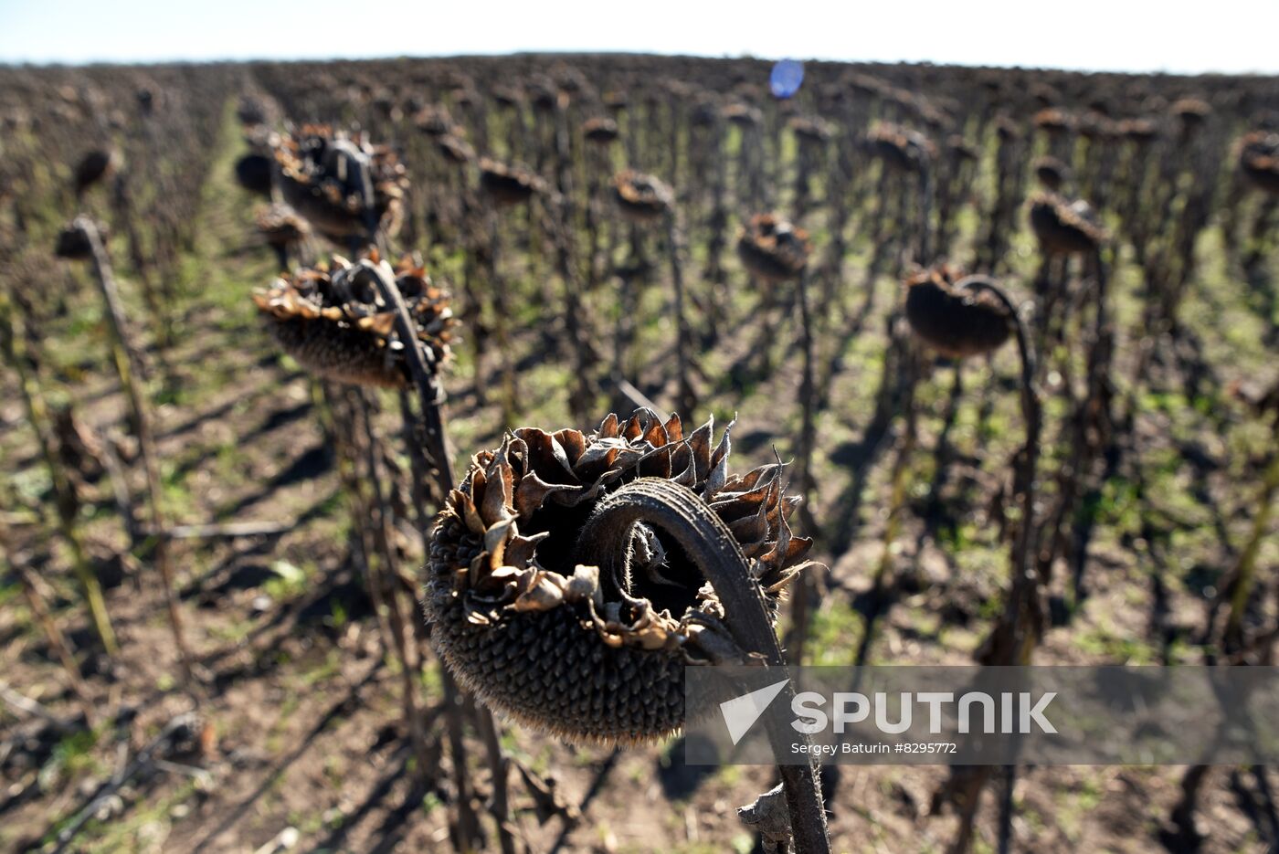 Russia Ukraine Military Operation Harvesting