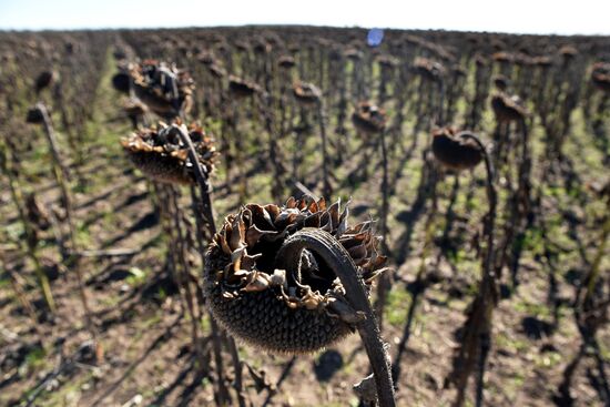 Russia Ukraine Military Operation Harvesting