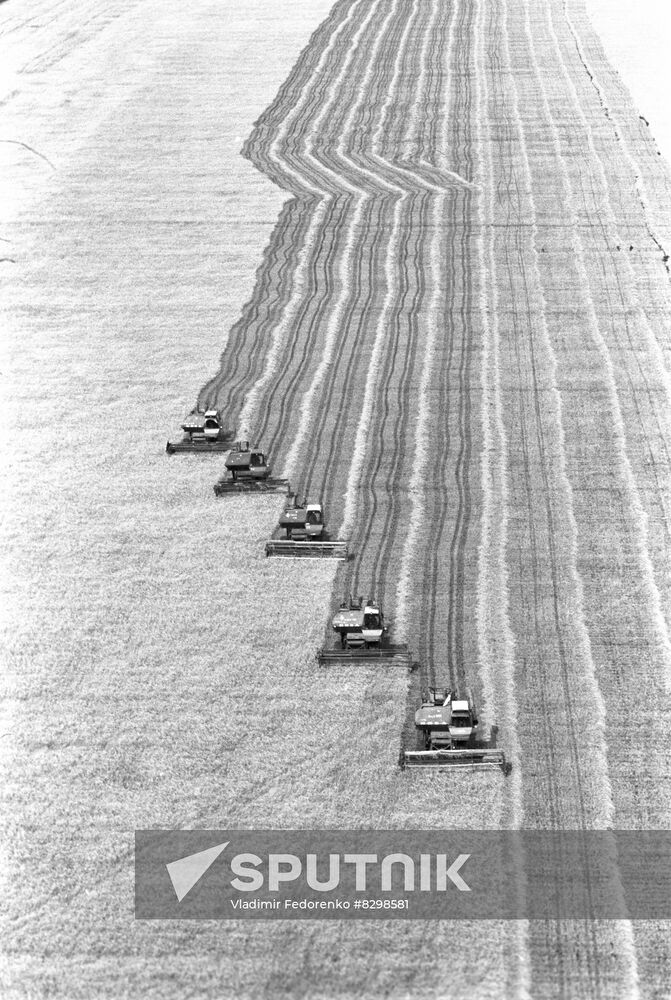Harvesting grain crops at Kostryakovsky State Farm