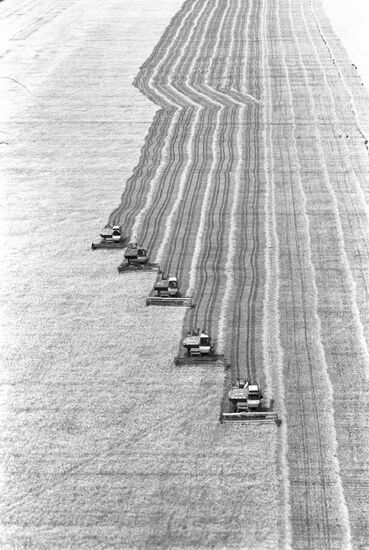 Harvesting grain crops at Kostryakovsky State Farm
