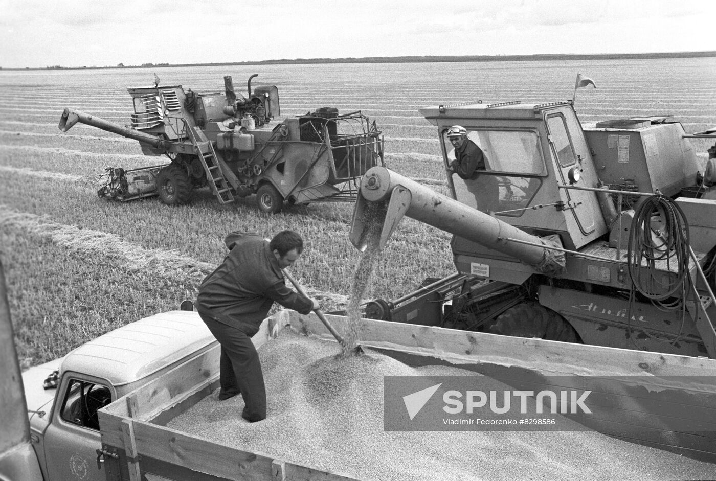 Harvesting grain crops at Kostryakovsky State Farm