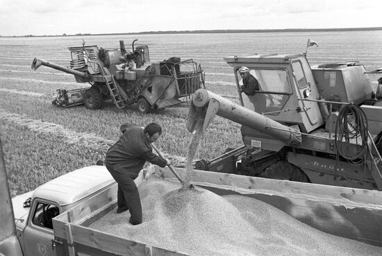 Harvesting grain crops at Kostryakovsky State Farm