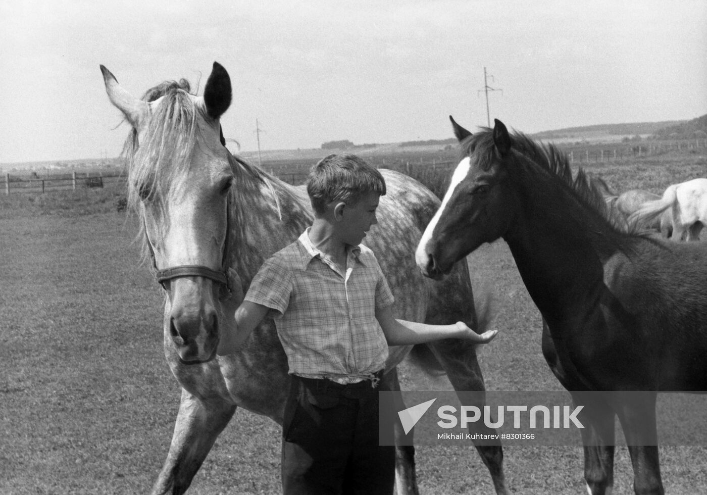 Moscow Horse-Breeding Plant