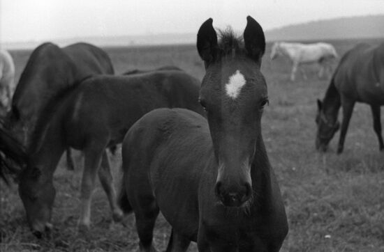 Moscow stud farm