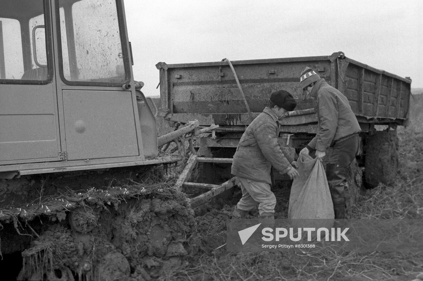 Harvesting in Moscow