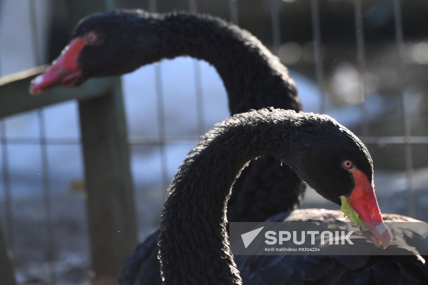 Russia Animals Rehabilitation Centre