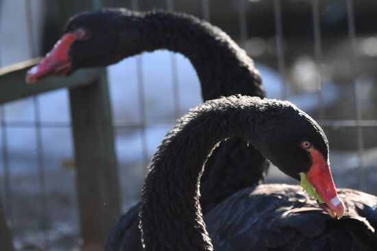 Russia Animals Rehabilitation Centre