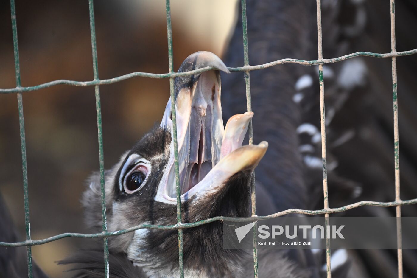 Russia Animals Rehabilitation Centre