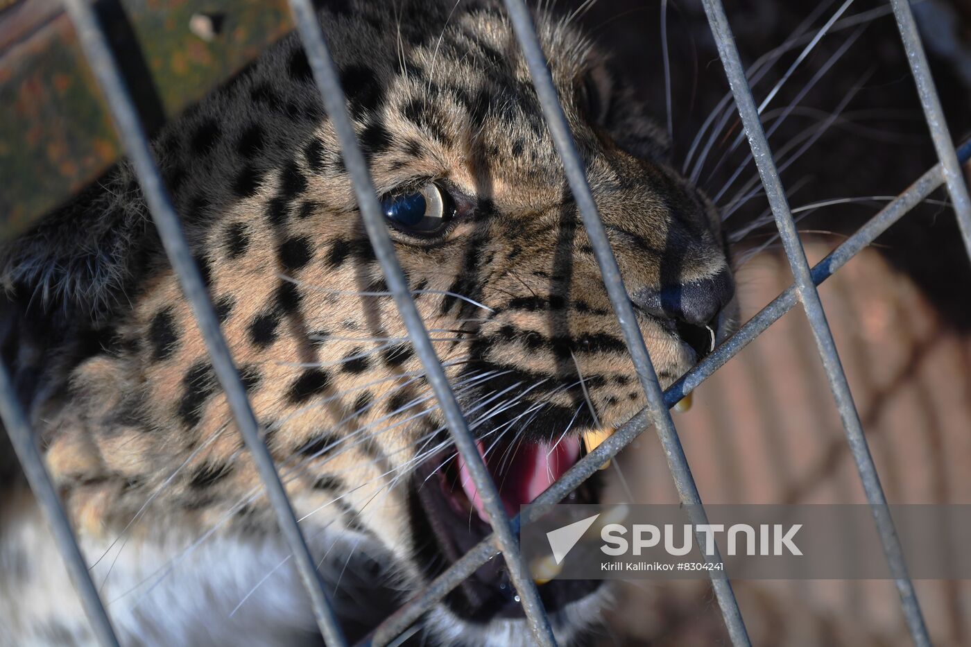 Russia Animals Rehabilitation Centre