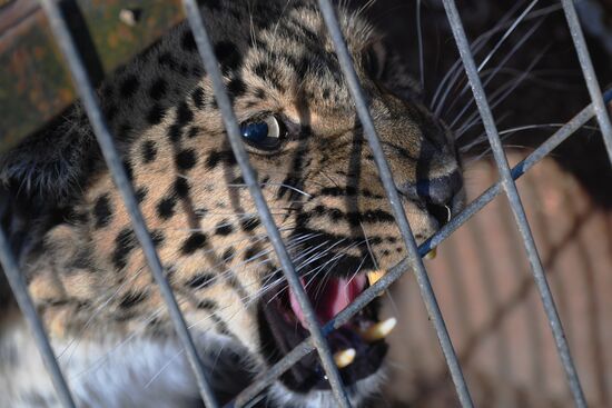 Russia Animals Rehabilitation Centre