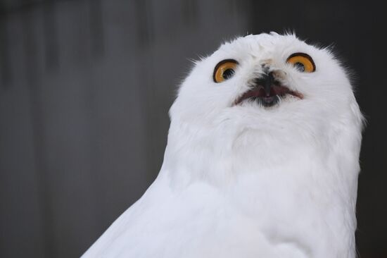 Russia Animals Rehabilitation Centre