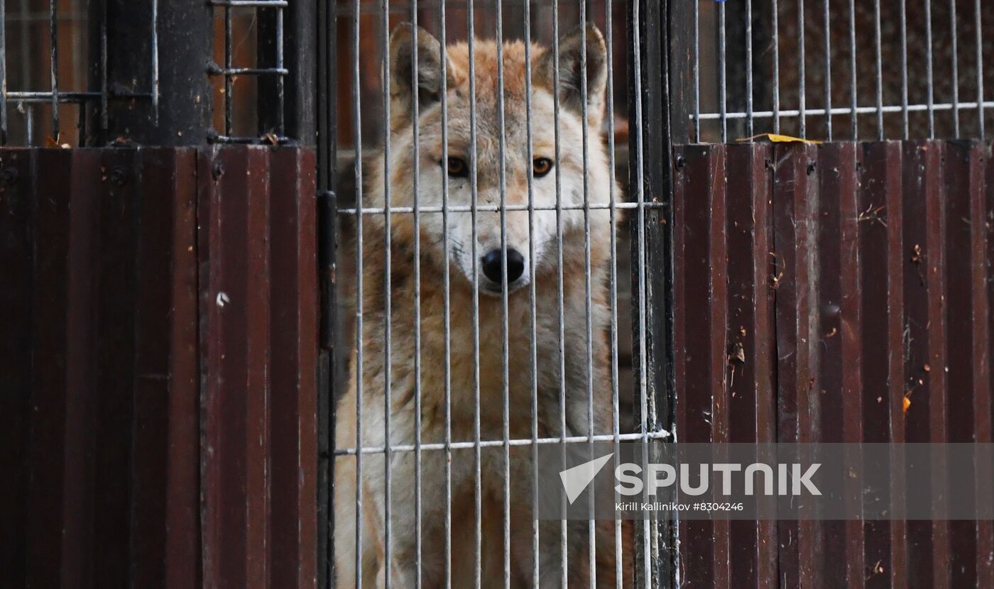 Russia Animals Rehabilitation Centre