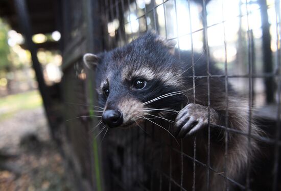 Russia Animals Rehabilitation Centre