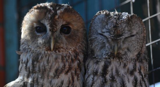 Russia Animals Rehabilitation Centre