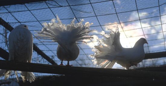 Russia Animals Rehabilitation Centre