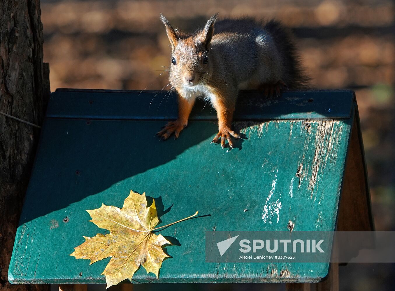 Russia Wildlife