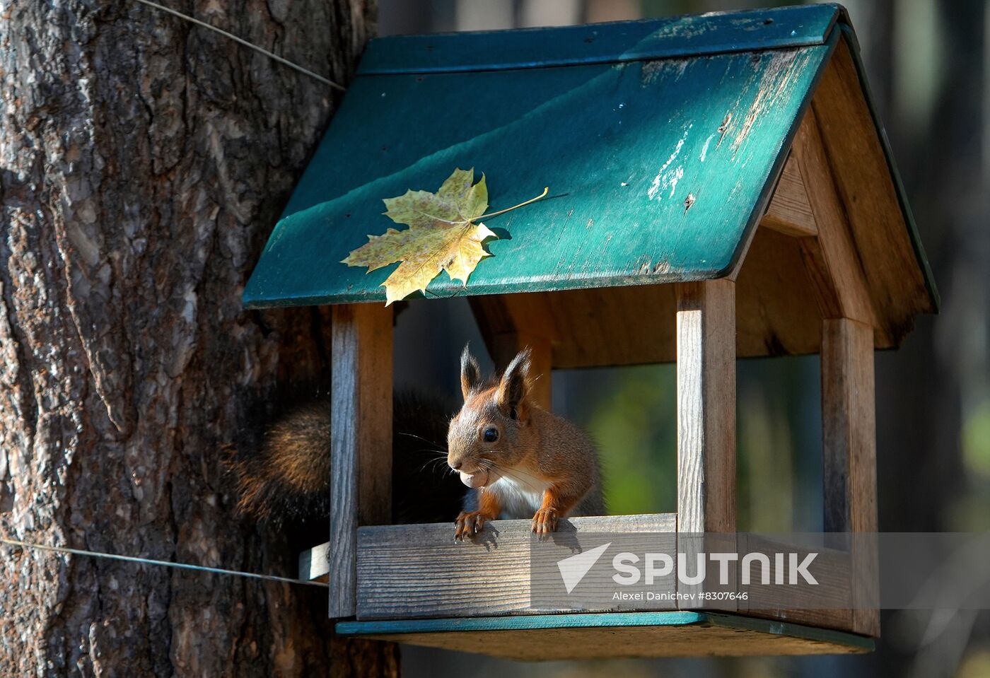 Russia Wildlife