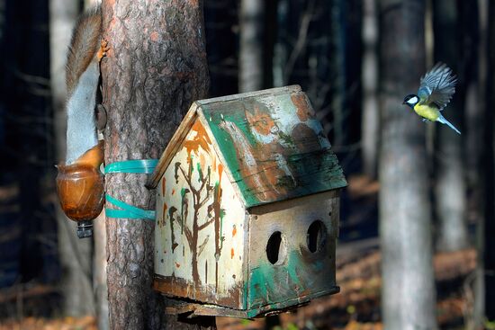 Russia Wildlife