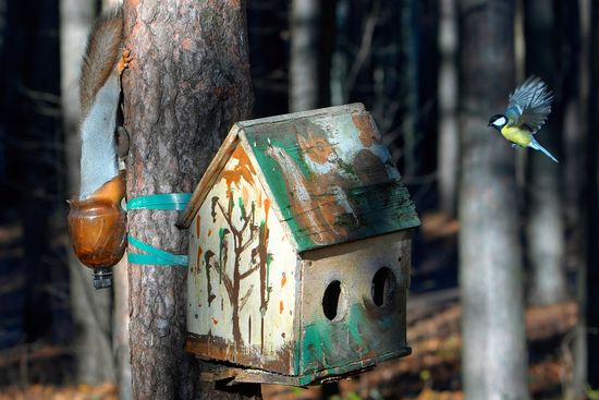 Russia Wildlife