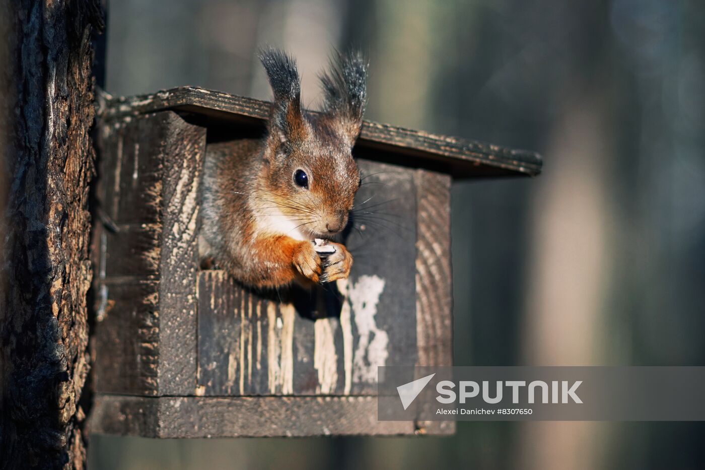 Russia Wildlife