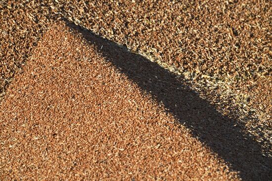 Russia Ukraine Military Operation Grain Transportation