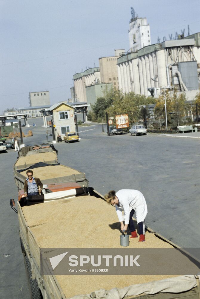 Grain harvest on virgin lands of Kazakhstan