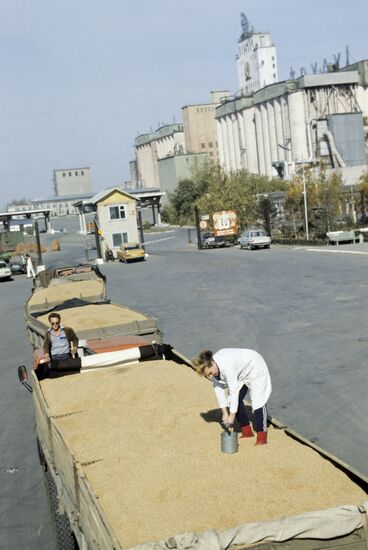 Grain harvest on virgin lands of Kazakhstan