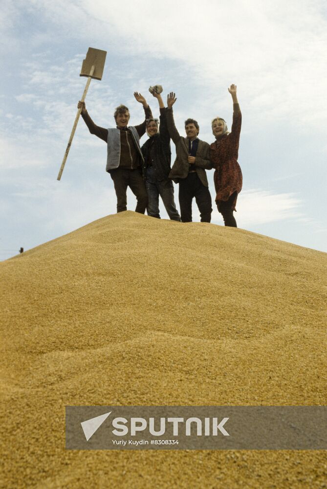 Grain harvest on virgin lands of Kazakhstan