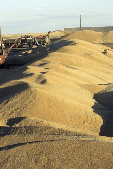 Grain harvest on virgin lands of Kazakhstan