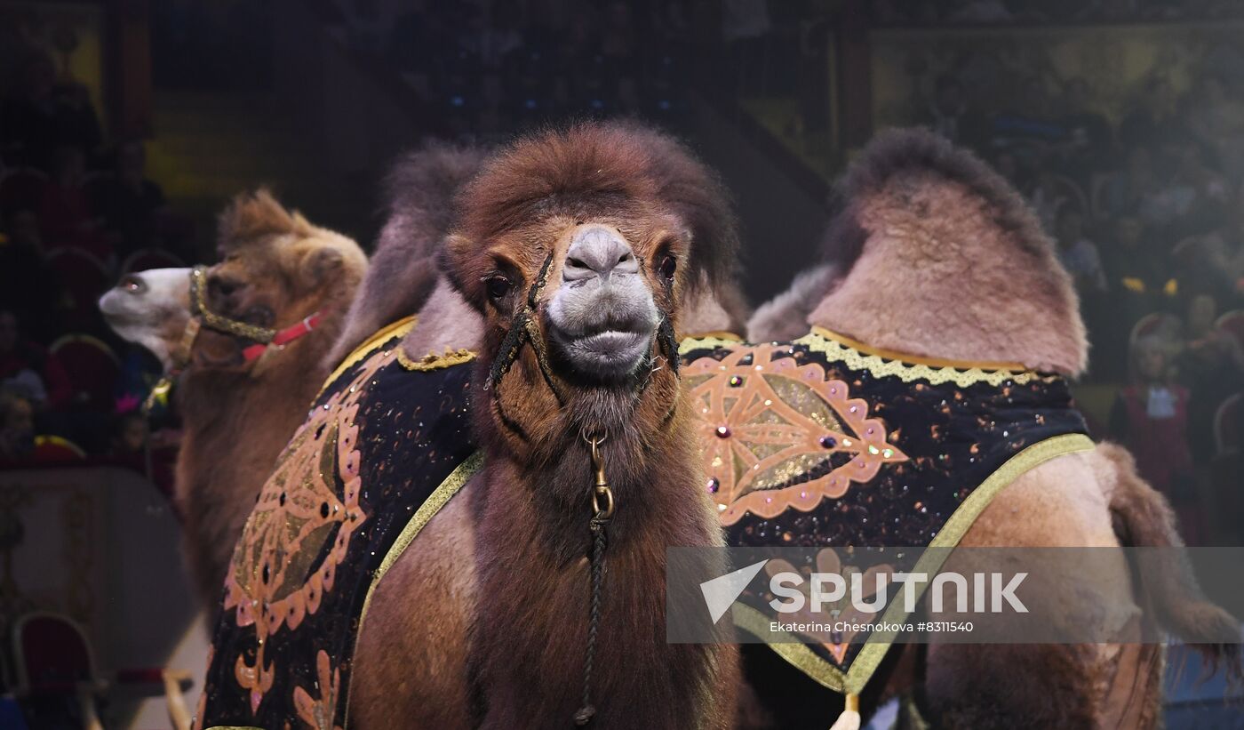 Russia Circus Festival