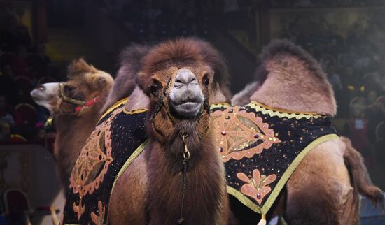 Russia Circus Festival