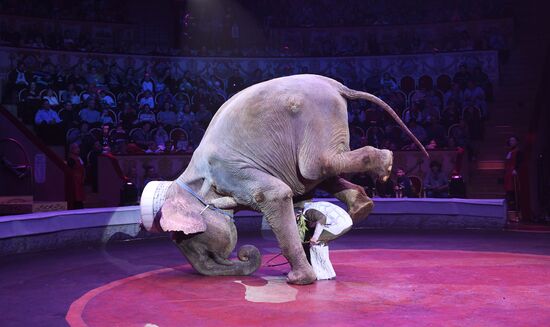 Russia Circus Festival
